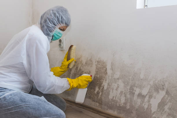 Best Basement Mold Removal  in Loch Lomond, VA