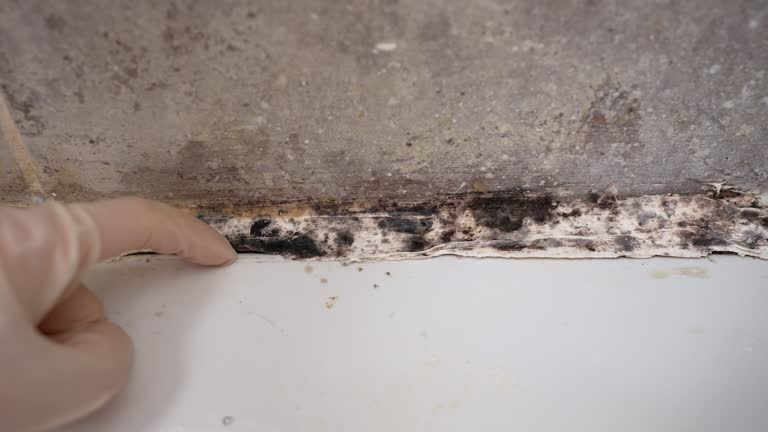 Best Mold Damage Restoration  in Loch Lomond, VA